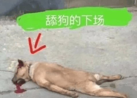 那个我爱的女孩 电脑正式完结版，已填完坑，舔狗一样的生活